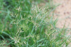 Cyperus rotundus